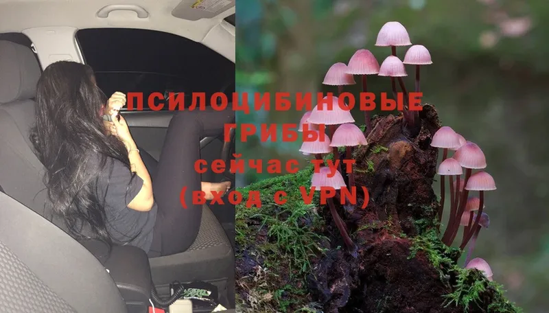 Псилоцибиновые грибы Magic Shrooms  Инсар 